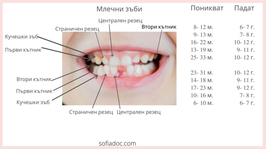 зъби схема